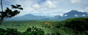 Rainforrest
