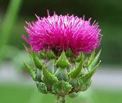 St-Marys-Thistle